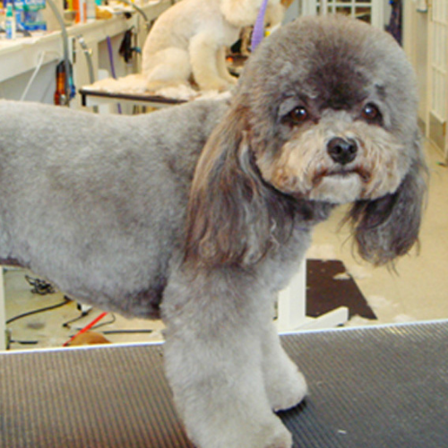 A freshly groomed, fluffy gray poodle with a rounded head stands on a grooming table, looking forward. Another poodle is in the background.