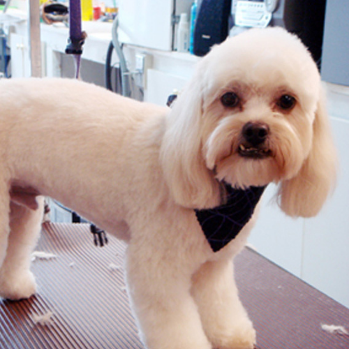 A groomed, fluffy white dog stands on a grooming table, wearing a dark bandana. The setting is a bright grooming salon, conveying a cheerful tone.