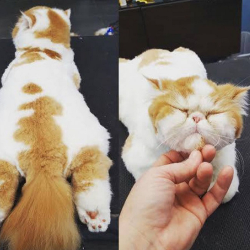 Two images of the same fluffy cat with orange and white fur. The cat is lying down relaxed in one image and being gently stroked under the chin in the other.