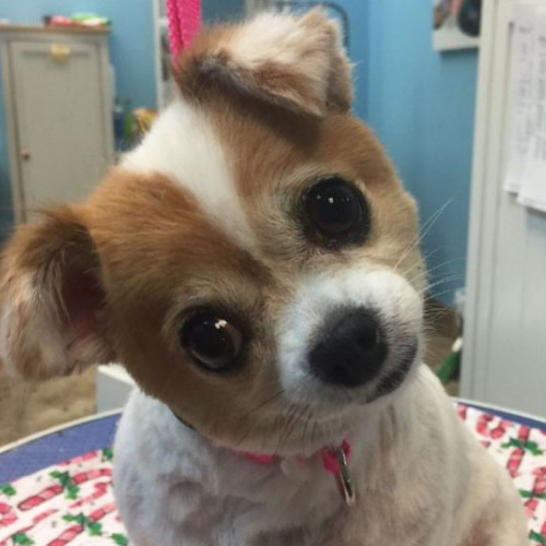 A small dog with a fresh haircut and big, wide eyes tilts its head inquisitively. It wears a pink collar, exuding a playful and curious demeanor.