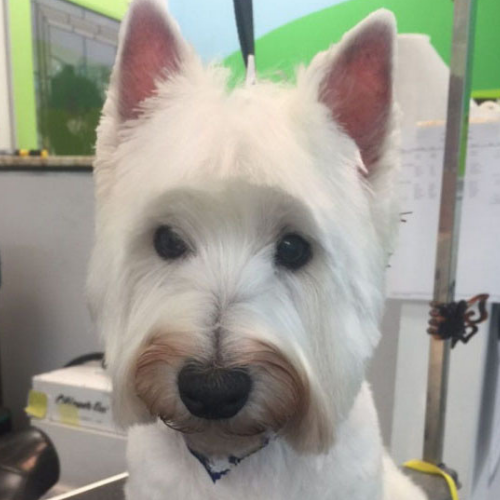 A West Highland White Terrier with freshly groomed white fur and upright ears looks directly at the camera in a pet grooming salon.