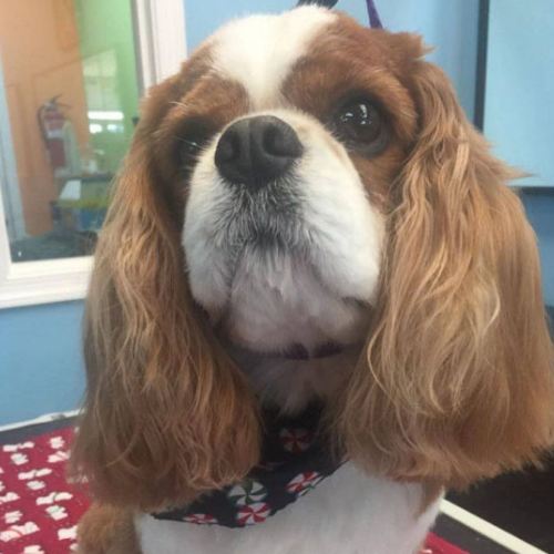 A Cavalier King Charles Spaniel with long, flowing auburn ears and a white snout wears a festive red bow. It sits on a red patterned blanket indoors.