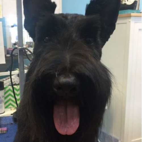 A black Scottish Terrier with long fur and perky ears sits indoors on a blue carpet, tongue out, conveying a playful and friendly expression.