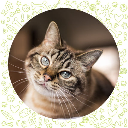 Cat Treats & SuppliesClose-up of a tabby cat with striking blue eyes, looking curiously at the camera. Frame includes playful doodles of paws, hearts, and stars.