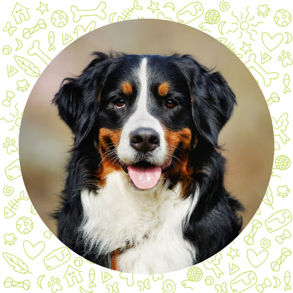 Dog Treats & SuppliesA fluffy Bernese Mountain Dog with a friendly expression and pink tongue out, framed by a playful background of doodles like bones and balls.